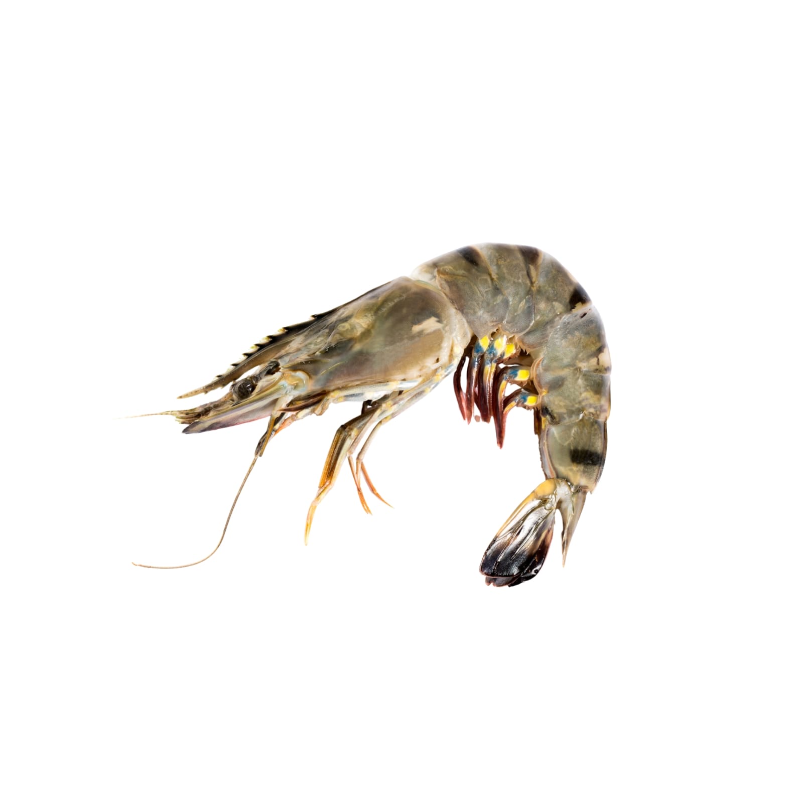 Tiger Shrimp - 1 KG